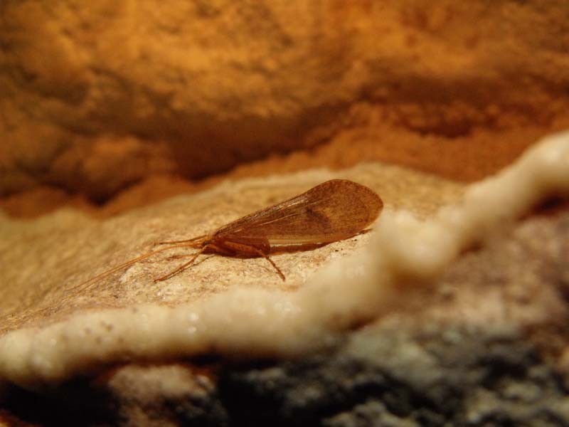 Limnephilidae di grotta.